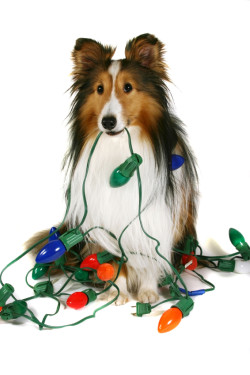A sheltie holding a string of Christmas lights that are wrapped around him.